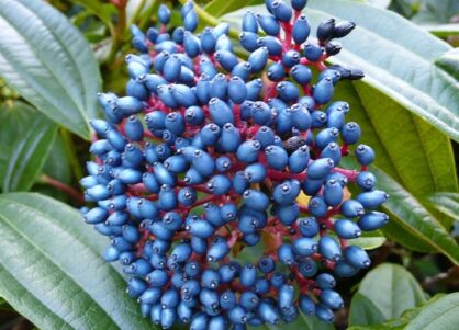 Kalina Dawida Viburnum davidii C3/30cm *K19