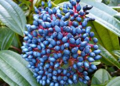 Kalina Dawida Viburnum davidii C3/30cm *K19