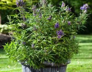 Niepokalanek karłowy BLUE PUFFBALL Vitex agnus castus Pieprz mnisi /C3