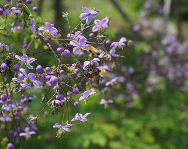Thalictrum rochebrunnianum grandisepalum Rutewka /C5 *K25