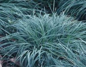 Turzyca zimozielona BLUE ZINGER Carex flacca /C2 *26