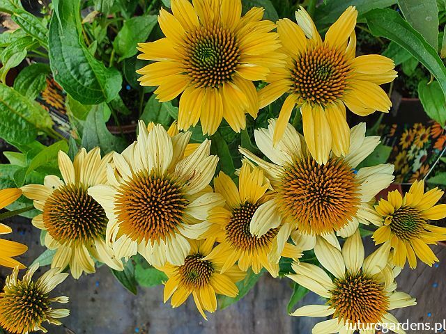 Jeżówka MELLOW YELLOWS Echinacea purpurea /C2 *K2