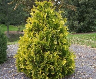 Żywotnik zachodni AUREOSPICATA (Złotokończysty) Thuja occidentalis C20/120cm