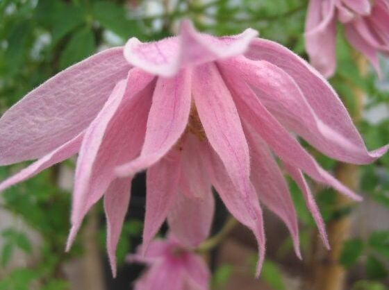 Clematis MARKHAMS PINK Powojnik botaniczny /C2