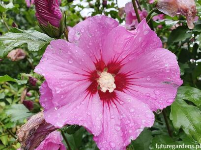 Hibiscus syriacus WOODBRRIDGE Ketmia syryjska C2/20cm *T15