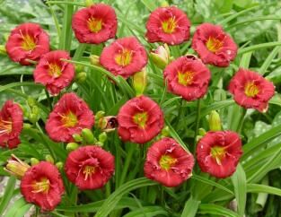 Liliowiec RUBY STELLA Hemerocallis /C2 *K3