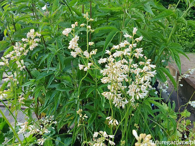 Żurawka krwista WHITE CLOUD Heuchera sanguinea /C2 *K2