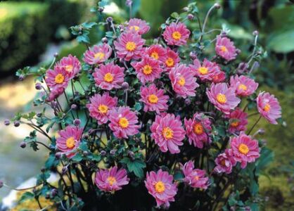 Zawilec japoński PRINZ HEINRICH Anemone hupehensis /C1,5 *K25