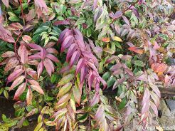 Kiścień Waltera RAINBOW Leucothoe walteri C3/60cm *K20