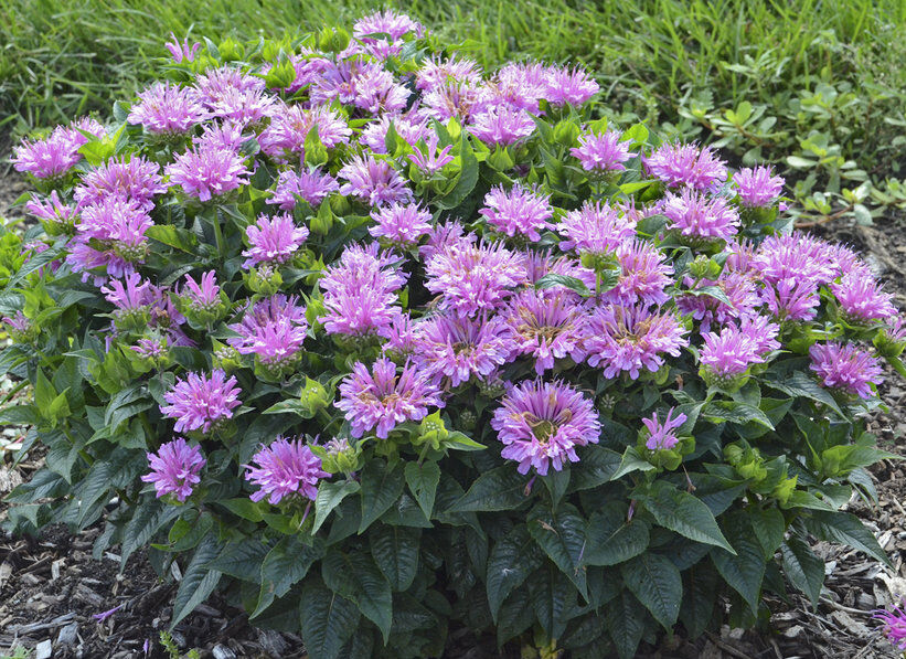 Pysznogłówka karłowa 'Pardon My Lavender'  Monarda /C2,5