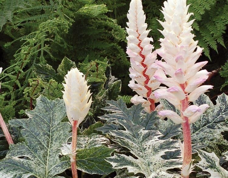Akant miękki TASMANIAN ANGEL Acanthus mollis /C3 *T45
