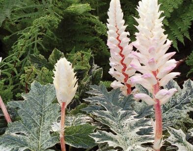 Akant miękki WHITE WATER Acanthus mollis /C2 *K15w2
