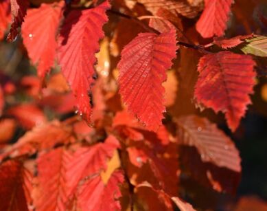 Grab 'Lockglo' ROCKHAMPTON RED® Carpinus betulus C9/1,2-1,6m *6