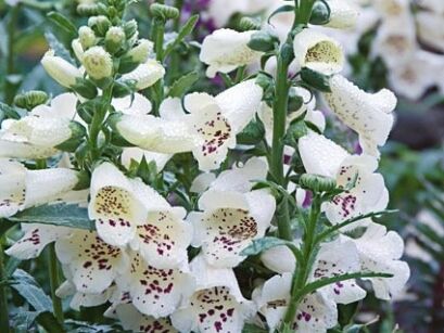 Naparstnica purpurowa CAMELOT WHITE Digitalis purpurea /C1,5 