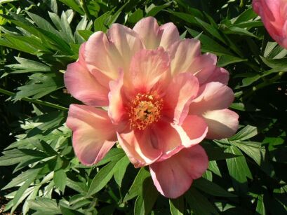Piwonia ITOH JULIA ROSE Paeonia /C4 *K14