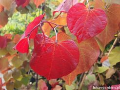 Judaszowiec kanadyjski ETERNAL FLAME® (‘NC2016-2‘) Cercis canadensis C12/1,2-1,6m *K6