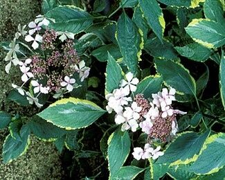 Hortensja ogrodowa TRICOLOR syn.Variegata Hydrangea macrophylla C3(C5)/20cm *T3