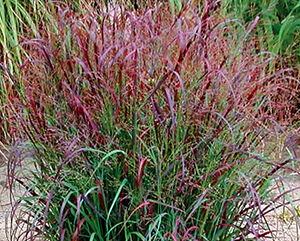 Proso rózgowate CARDINAL Panicum virgatum /C2 *5