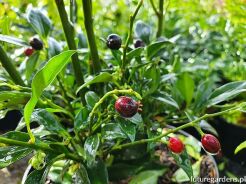 Sarcococca confusa C2/20cm *K12