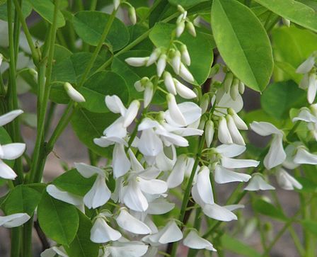 Indygowiec Kiryłowa ALBA Indigofera kirilowii /C1,5