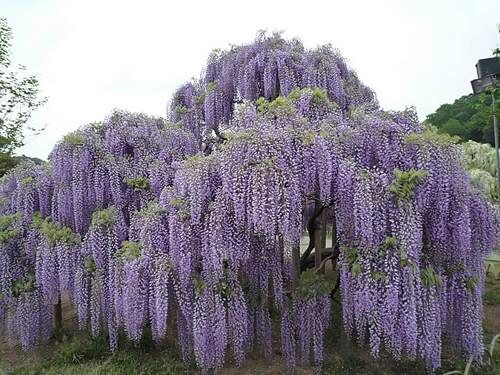Wisteria floribunda MULTIJUGA syn.'Macrobotrys' glicynia kwiecista C2/100cm *T48