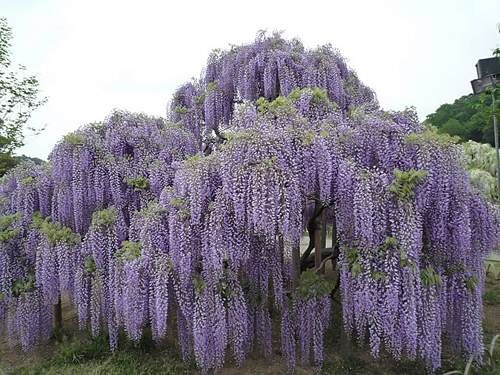 Wisteria floribunda MULTIJUGA syn.'Macrobotrys' glicynia kwiecista C3-C5/80cm