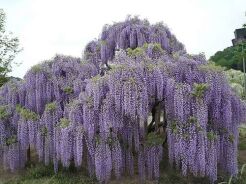 Wisteria floribunda MULTIJUGA syn.'Macrobotrys' glicynia kwiecista C2/100cm *T48