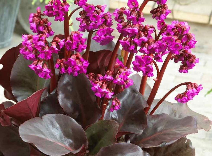 Bergenia zimozielona EROICA /P11 *K7