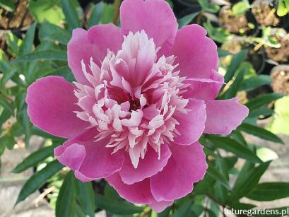 Piwonia CIEMNO RÓŻOWA PEŁNA  Paeonia lactiflora /C4 *P25