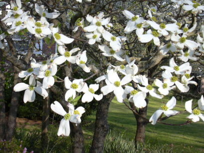 Dereń kousa PENDULA  Cornus kousa /C10