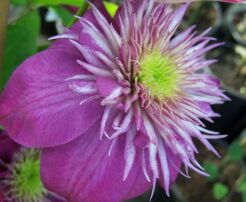 Clematis KAISER Powojnik /C2 *22T
