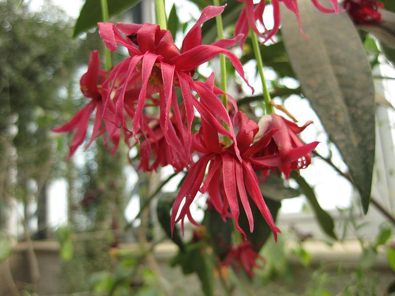 Anyż WOODLAND RUBY Illicium C3/5-10cm *K10