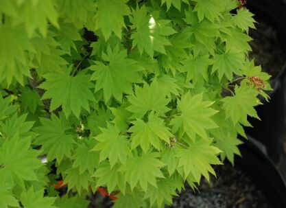 Klon Shirasawy AUREUM Acer shirasawanum C4-C7/40-50cm *T29-30