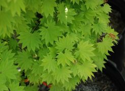 Klon Shirasawy AUREUM Acer shirasawanum C6/40-60cm *K15