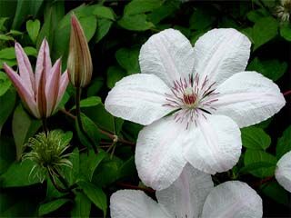 Clematis JAN PAWEŁ II Powojnik wielkokwiatowy /C2 *T65