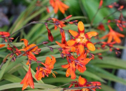 Cynobrówka 'Emily McKenzie'  Crocosmia, Montbrecja /P11