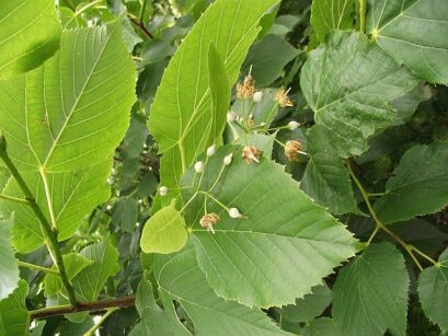 Lipa Moltkego Tilia moltkei C2/50-100cm *K21