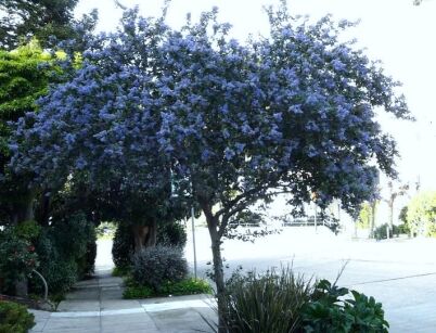  Prusznik drzewiasty TREWITHEN BLUE Ceanothus arboreus Bez kalifornijski C2/20-30cm *K21 *T1