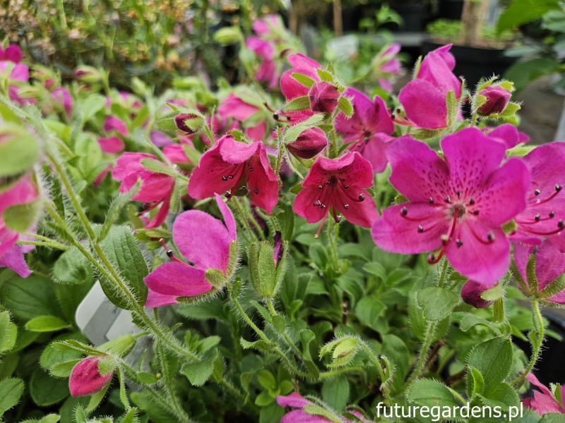 Różanecznik kamczacki PURPUROWY Rhododendron camtschaticum syn. Therorhodion camtschaticum/C2 *K14