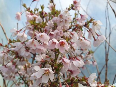 Wiśnia wczesna Kojou-no-mai Prunus incisa C3/30-40cm *K20