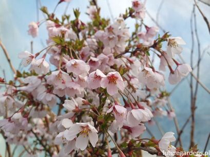 Wiśnia wczesna Kojou-no-mai Prunus incisa C3/30-40cm *K19