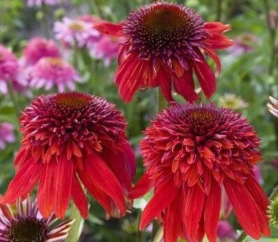 Jeżówka ECCENTRIC Echinacea /C2 *9