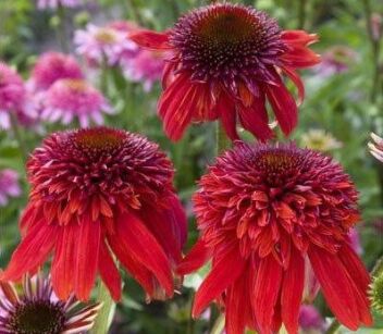 Jeżówka ECCENTRIC Echinacea /C2 *9