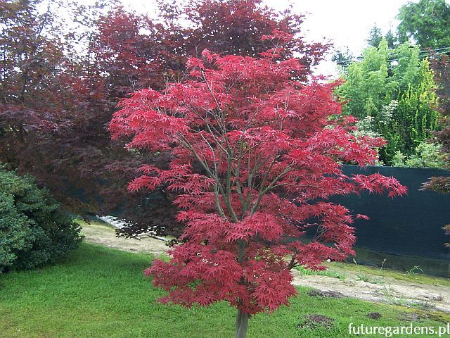 Klon palmowy FIREGLOW Acer palmatum C2/30-40cm