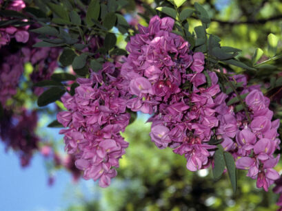 Robinia PURPLE ROBE Robinia pseudoacacia Akacja Grochodrzew  C5/1,3-1,5m