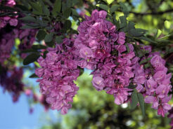 Robinia PURPLE ROBE Robinia pseudoacacia Akacja Grochodrzew  C5/1,3m *TL