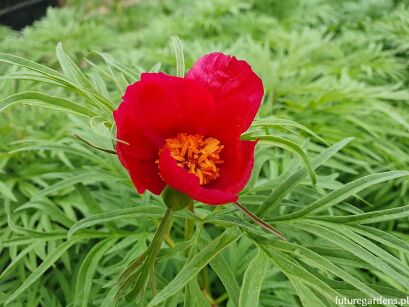 Piwonia wąskolistna SMOUTHII Paeonia /C2 *K16