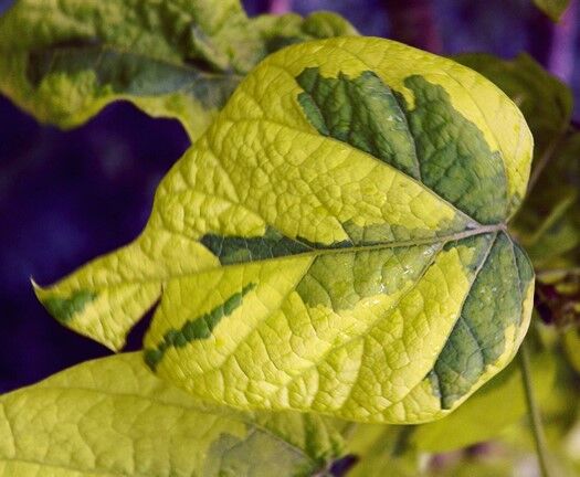 Catalpa bignonioides KOEHNEI Surmia zwyczajna Katalpa C7,5/50cm *TP