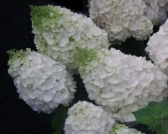 Hydrangea paniculata Magical Mont Blanc® KOLMAMON Hortensja bukietowa /C3 *K17