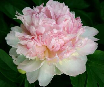 Piwonia RASPBERRY SUNDAE Peonia lactiflora /C4 *K9